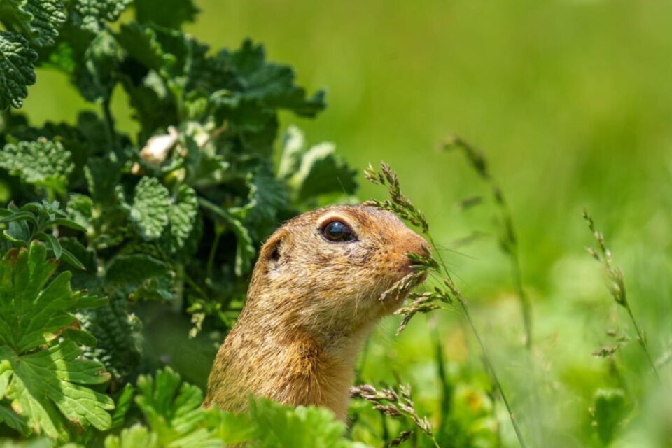 Steadman Squirrel