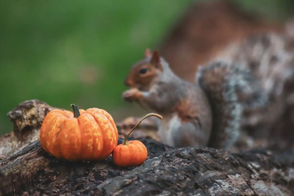 Steadman Squirrel